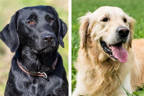 Black Labrador And Golden Retriever Mixed Doggos Have Dark Coats With