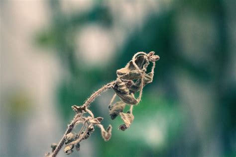 Aspen Leaf Spot Disease – Tree Care in Jackson Hole - Tree & Landscape ...