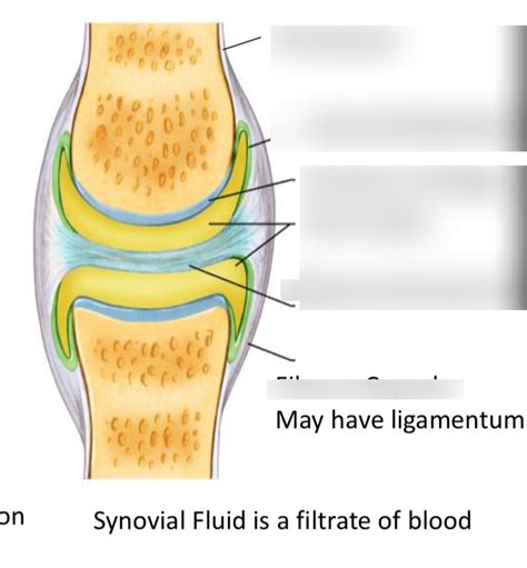 Synovial Joint Diagram Quizlet