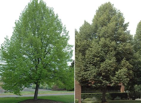 Tilia cordata | Landscape Plants | Oregon State University