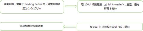 凋亡比例计算 流式 讲堂精粹 Annexin V凋亡检测实验详解 Csdn博客