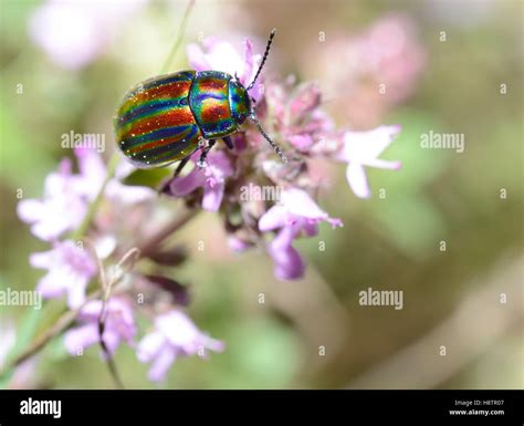 Chrysolina Cerealis Hi Res Stock Photography And Images Alamy