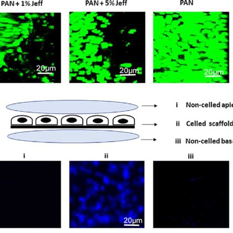 Arpe Cell Monolayer Formation On Fa Treated Ens Cells Were Seeded