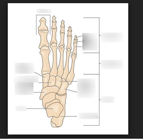 Foot Bones Diagram Quizlet