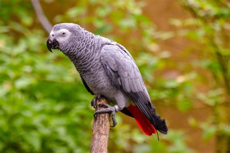 Red Lory Bird stock photo. Image of famous, lory, parrot - 25645852