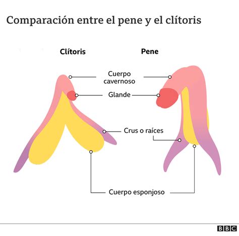 Lo Que Hay Que Saber De La Erecci N Del Cl Toris El Siglo De Torre N