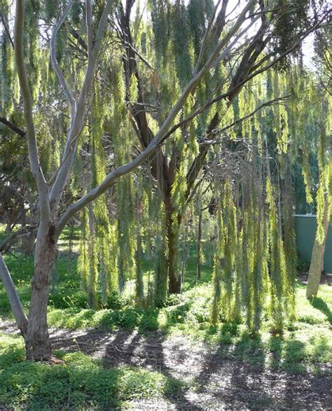 Acacia Pendula Australian Weeping Willow Sun And Shadow Flickr