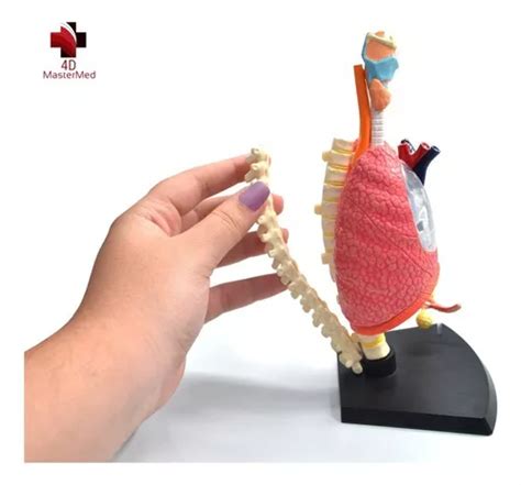 Sistema Respiratorio pulmón Humano Modelo Anatómico Estudio en venta en