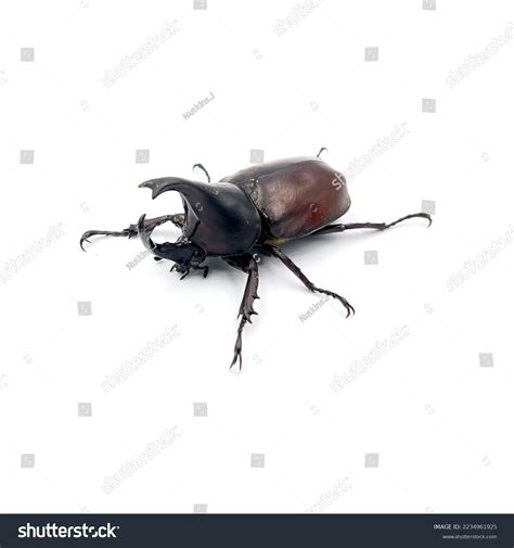 Male Rhinoceros Beetle Hercules Beetle Horn Stock Photo 2234961925 | Shutterstock