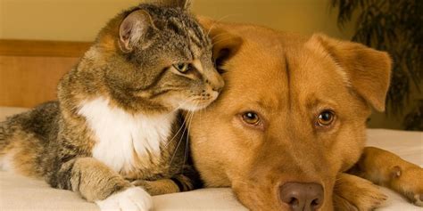 Como El Perro Y El Gato… ¿realmente Se Llevan Tan Mal