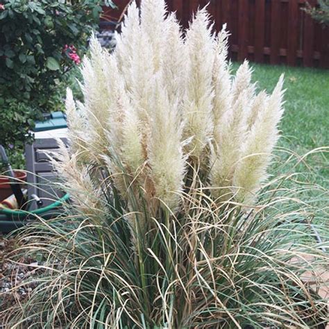 Herbe de la Pampa Cortaderia selloana Pumila Variété compacte