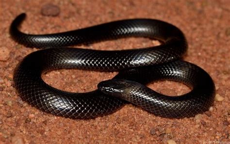 Purple Glossed Snakes Genus Amblyodipsas Inaturalist