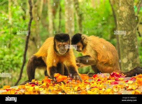 Tufter Capuchin Hi Res Stock Photography And Images Alamy