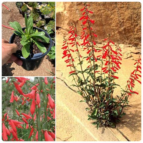 Penstemon Barbatus Subsp Coccineus Scarlet Beardtongue 1 Gallon