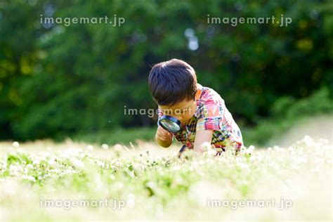 虫眼鏡で観察をする日本人の男の子の写真素材 [195896187] イメージマート