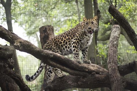 Images Gratuites La Nature Animal Faune Zoo Félin Léopard