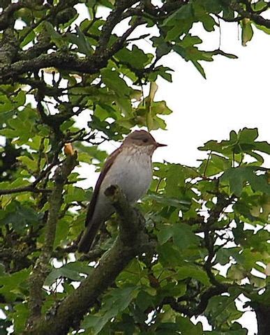 Herts Bird Club Spotted Flycatcher