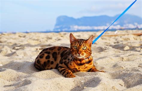 Pasear Al Gato C Mo Acostumbrarlo A La Correa Gato Bengal Lepardland