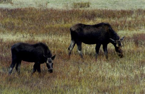 Moose In Yellowstone National Park Yellowstone Up Close And Personal