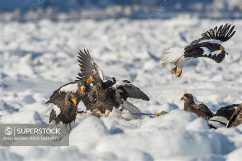 Stellers Sea Eagles Haliaeetus Pelagicus Sitting On Pack Ice Offshore