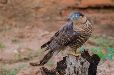 Hook Billed Kite The Ultimate Guide Operation Migration