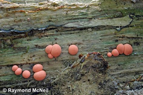 Lycogala Epidendrum Lycogale Des Bois Collection Raymond Mcneil Flickr