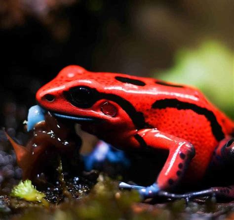 Poison Dart Frog Adaptations: Facts & Features