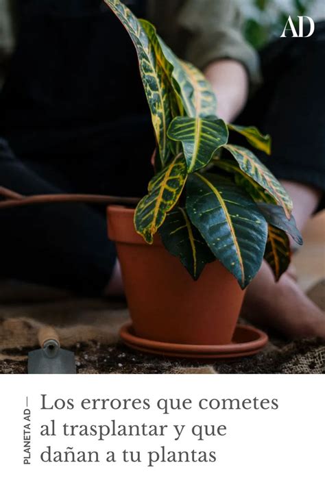 Los Errores Que Cometes Al Trasplantar Y Que Da An A Tu Plantas