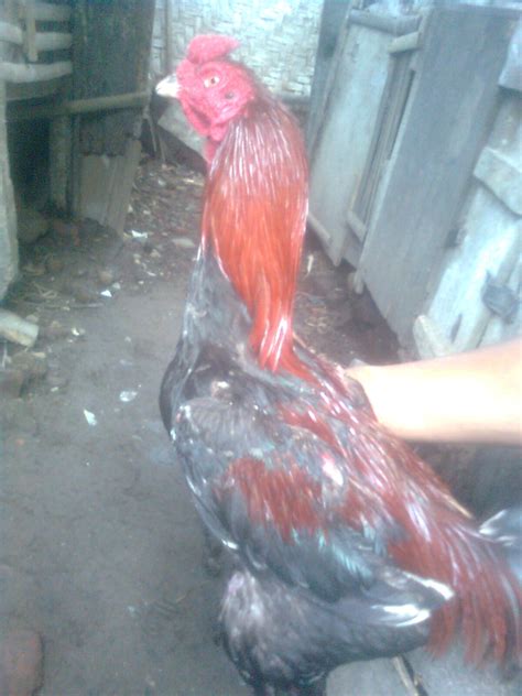 Si Rawing Sold Out Jual Ayam Bangkok Murah Dan Berkualitas