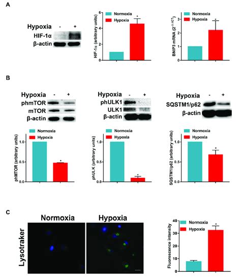 Hypoxia Inhibits Mtor Phosphorylation And Induces Autophagy In Dcs A