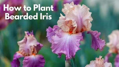 Where To Plant Bearded Iris Back Gardener