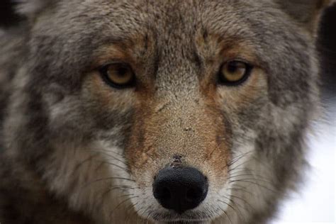 Are Coyotes Nocturnal Or Diurnal Their Sleep Behavior Explained A Z