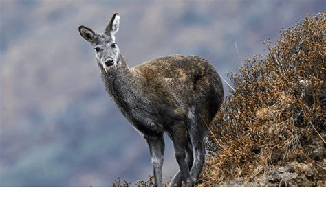Uttarakhand Birds And Animals