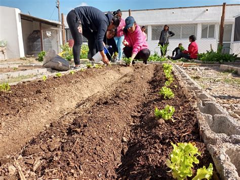 Conoc C Mo Evitar Que Los Insectos Da En Tu Huerta Noticias