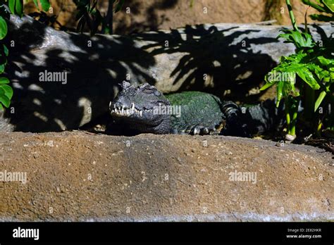 Head and teeth of a West African dwarf crocodile (osteolaemus tetraspis ...