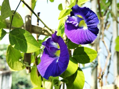 Clitoria Ternatea Blue Pea Butterfly Pea North Carolina Extension