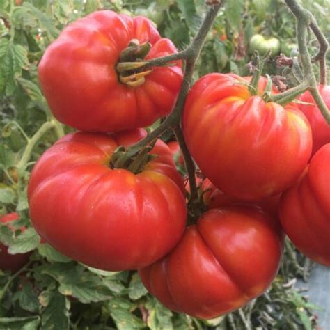 Tomate Super Marmande Graines Solanum Lycopersicum Ombelle Et