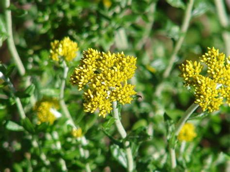 Subspecies Helichrysum Cymosum Cymosum INaturalist