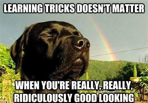 Black Lab Funny Black Lab Ridiculously Good Looking Funny Dog Memes