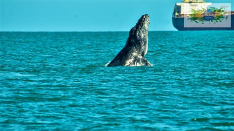 Avistamento De Baleias Em Ilhabela Maremar Turismo