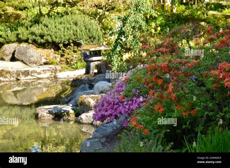 Seattle's iconic Japanese Gardens in Washington Park Stock Photo - Alamy