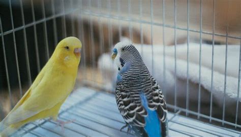 Lista de Mejores Nombres para Pájaros [Más Originales y Bonitos]