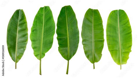 collection of banana leaf isolated on white background Stock Photo ...