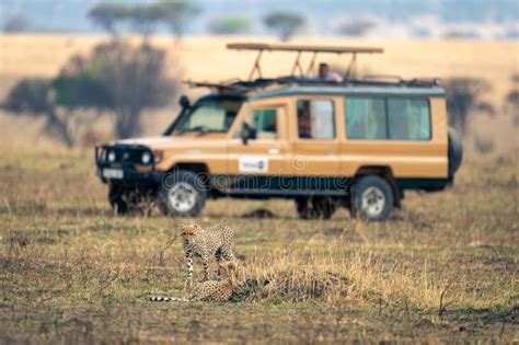 Two Cheetahs on Savannah Near Safari Truck Stock Photo - Image of park, landscape: 312764562