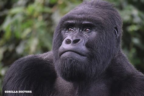 Gorilla Doctors on Twitter: "DYK - Gorillas have unique nose prints ...