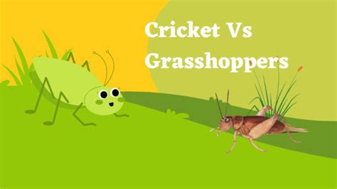 Cricket Vs Grasshoppers - 9 Amazing Differences - The Cockroach Guide