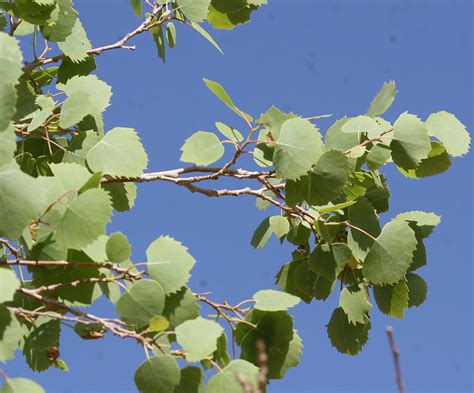 Populus Euphratica Plant Biodiversity Of South Western Morocco