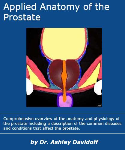 Prostate Gland Anatomy Mri