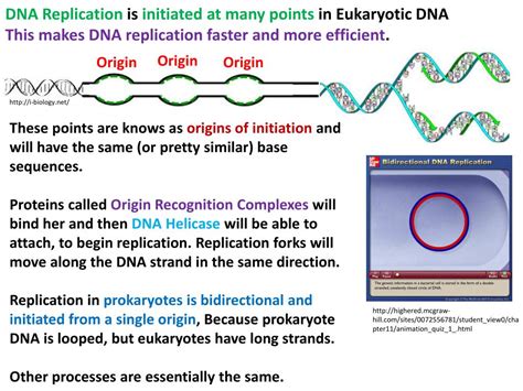 Ppt Dna Replication Powerpoint Presentation Free Download Id2205923