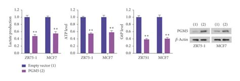 The MiR 1224 3p PGM5 Axis Modulates Glycolysis In Breast Cancer Cells